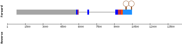 gene structure