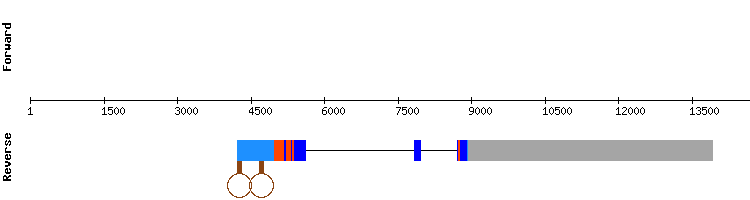 gene structure