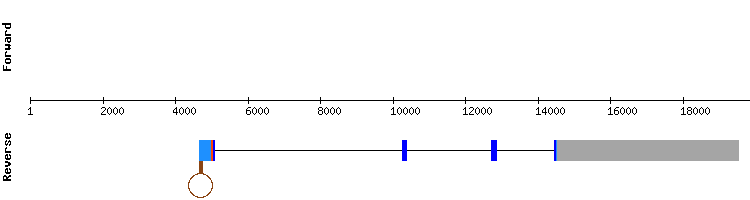 gene structure
