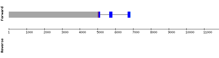 gene structure