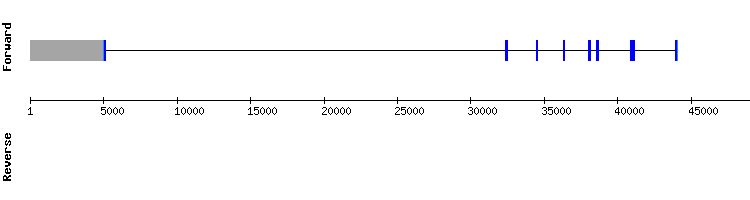 gene structure