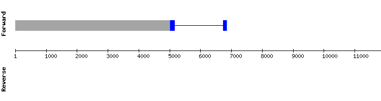 gene structure
