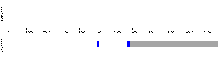 gene structure