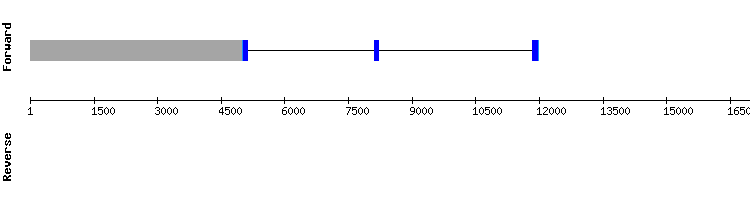gene structure