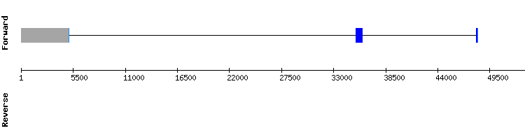gene structure
