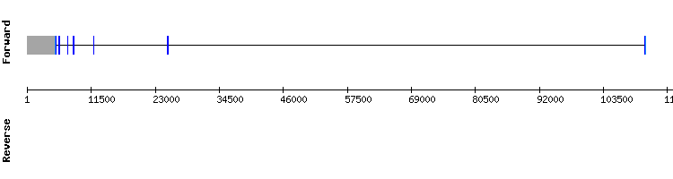 gene structure