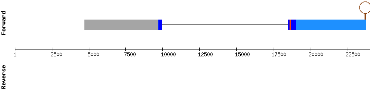 gene structure