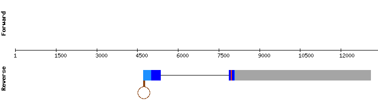gene structure