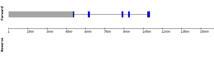 gene structure
