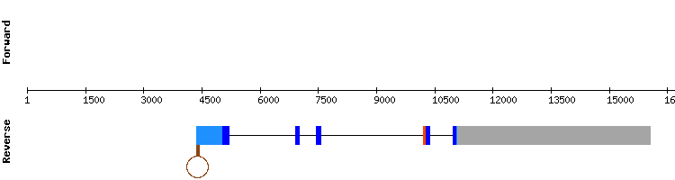 gene structure