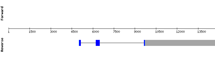 gene structure