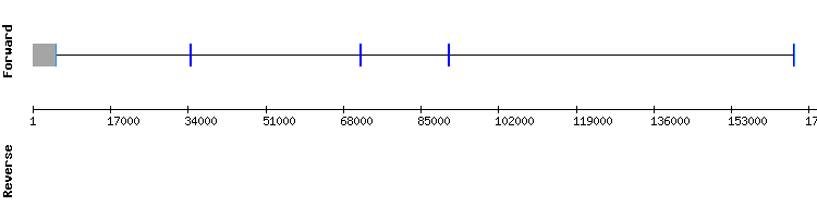 gene structure