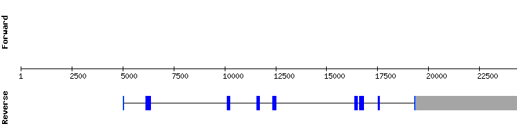 gene structure