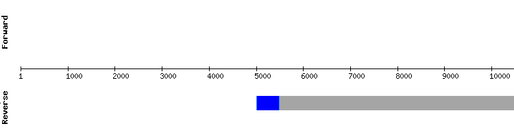 gene structure