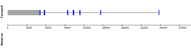 gene structure