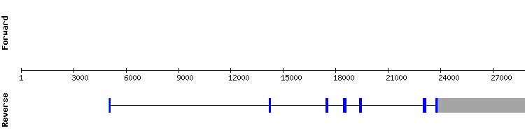 gene structure