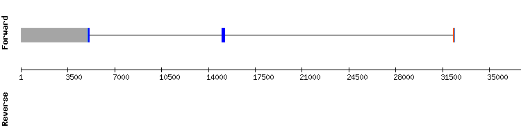 gene structure