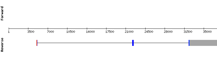 gene structure