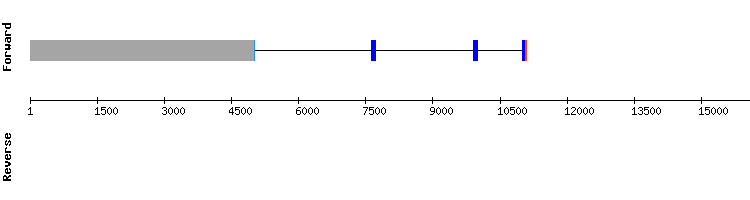 gene structure
