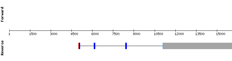 gene structure