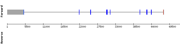 gene structure