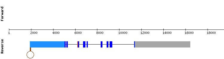 gene structure