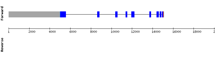gene structure