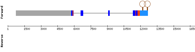 gene structure