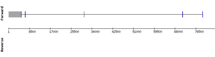 gene structure
