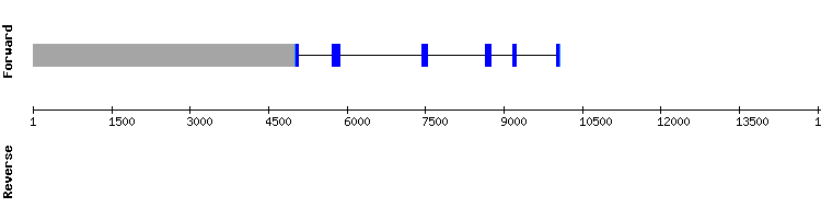 gene structure