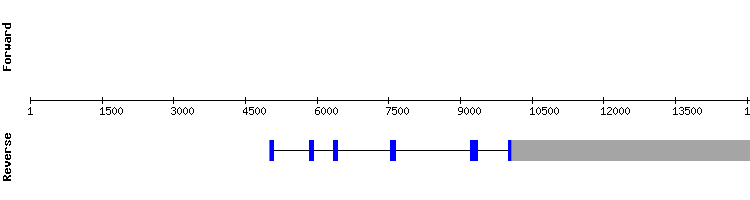 gene structure