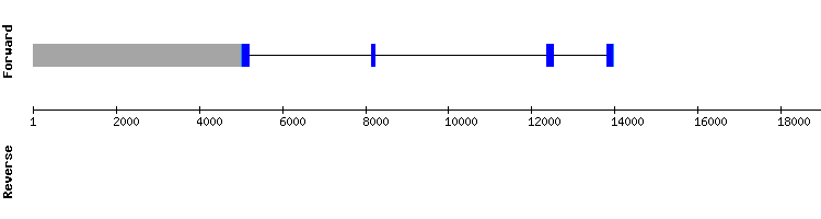 gene structure