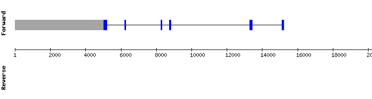 gene structure