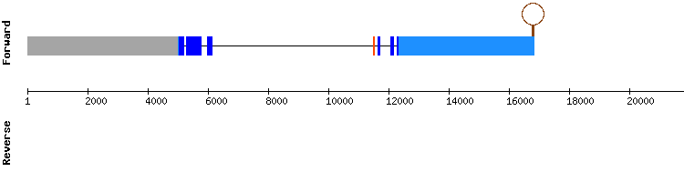 gene structure