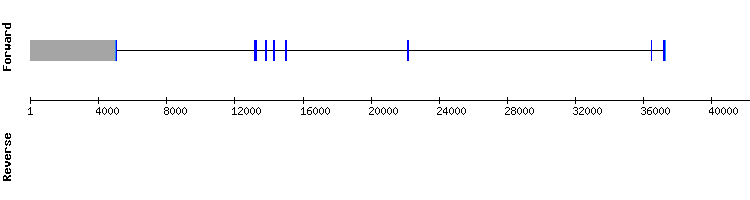 gene structure