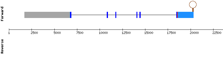 gene structure