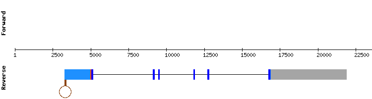 gene structure