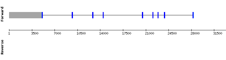 gene structure
