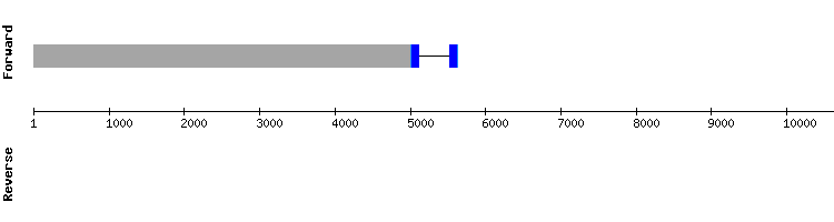 gene structure