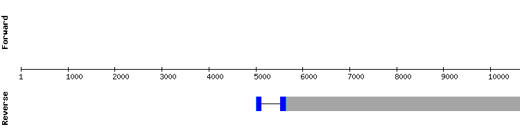 gene structure