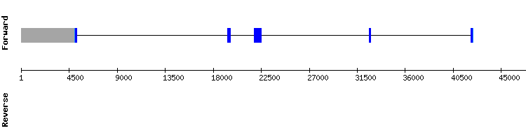 gene structure