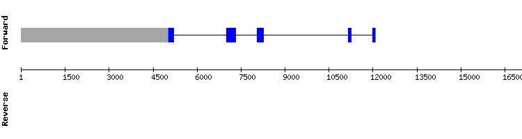 gene structure