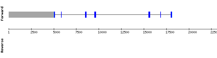 gene structure