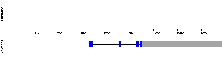 gene structure