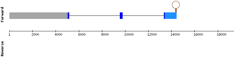 gene structure
