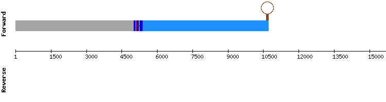 gene structure