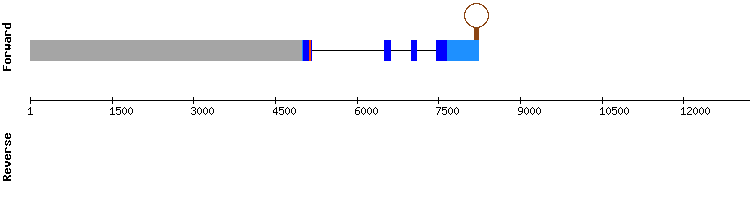 gene structure