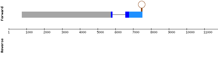 gene structure