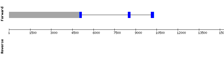 gene structure