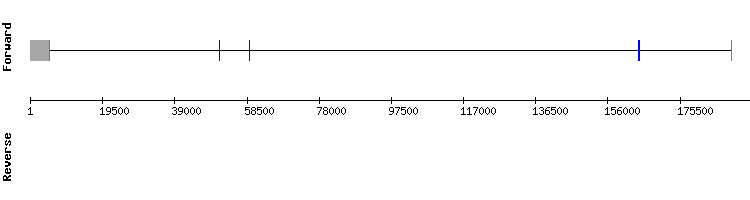 gene structure